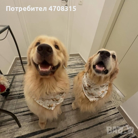 Голдън ретривър пухкаво момченце, снимка 7 - Голдън ретривър - 54427545