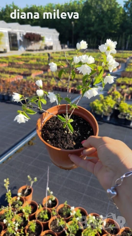 Филаделфус или още Булченски венец, Philadelphus Minnesota Snowflake, снимка 5 - Градински цветя и растения - 54693488