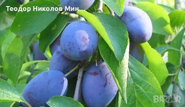 Продавам сини сливи Стенлей реколта 2026 г.