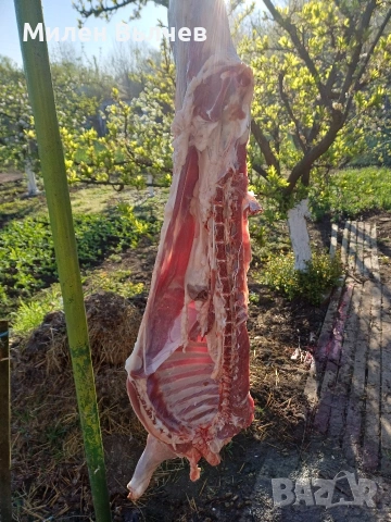 ярета за клане или разплод , снимка 5 - Кози - 54117362