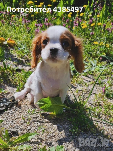 Момче кавалер Кинг Чарлз Шпаньол 