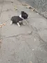 Чистокръвно чихуахуа , снимка 3