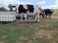 Продавам 2 бременни крави , снимка 5