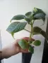 Колерия, Kohleria Marta, снимка 1