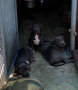 ТОП Американско були хл American bully xl ABKC, снимка 6