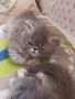 Продавам персийски женски котета, снимка 14