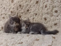 Котенца Мейн Куун момче и момиче, снимка 2