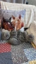 Котета Шотландски Фолд и Котета Британка Късокосместа , снимка 7