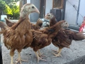  Пилета  от зелени яйца, снимка 4