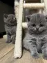 британски чистокръвни,късокосмеати котета , снимка 2