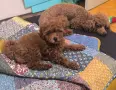 Женско тойче-любовче, снимка 4