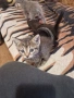 Подарявам котенца, снимка 1
