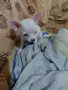 продавам мини чихупинчери, снимка 5