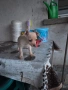 продавам мини пинчери , снимка 12