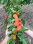 Кайсии за компот/ядене/нектар сорт Мъркулещи, снимка 4