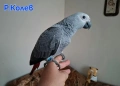 Ръчно хранен папагал Жако / бебе, снимка 2