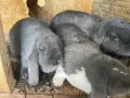 Спешно се продават Кочовати зайци, снимка 10