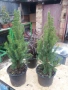 Мини Смърч Коника (Picea glauca 'Conica'), снимка 4