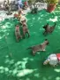 Белгийска овчарка малиноа четири момичета първа ваксина  , снимка 1