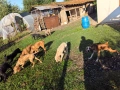 Продавам кучета за трюфели! , снимка 4