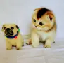 Шотландско мъжко златна чинчила , снимка 7