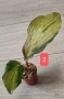 Kaempferia variegata pink - рядко растение, снимка 2