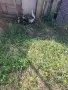 Малки неми патета, снимка 3