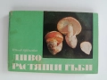 Диворастящи гъби, снимка 1