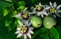 Пасифлора (Маракуя) – Passiflora edulis, снимка 2