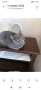 Британска котка на една година, снимка 2