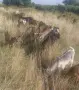 Продавам качествени ярета отгледани с грижа и в чиста среда, снимка 3