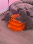 Британска късокосместа и шотландски клепоухи котенца , снимка 6