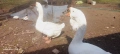 продавам холмогорски гъски , снимка 3