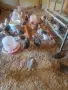 Двумесечни пилета, снимка 1