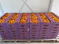 Едри кайсии за прясна консумация , снимка 1