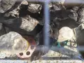 Ярки на 5 месеца, кръстоска Аям Кемани и Черен мед мар, снимка 1
