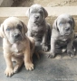 Cane Corso Italiano, снимка 6