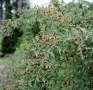 ❤️🌿🧡 ГОДЖИ БЕРИ (Lycium barbarum), снимка 3