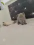 Британски котенца, снимка 6
