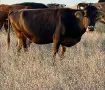 Продавам Месодайни Крави, снимка 3