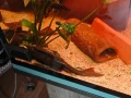 Три големи сома (Pleco), снимка 3