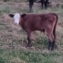 Теле, снимка 1