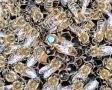 Пчелни майки от регистриран производител, снимка 2