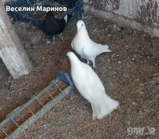 продавам  бели гьлаби  за сватби  балове и крь6енета