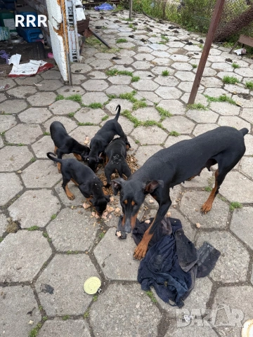 Доберман на 3 месеца ваксина и паспорт doberman, снимка 4 - Доберман - 54140321