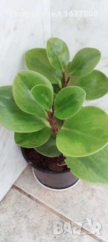 Пеперомия Lemon lime 