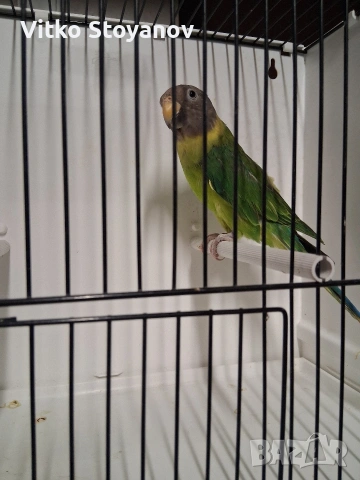 Сливоглав александър-женски, снимка 4 - Папагали - 53999711