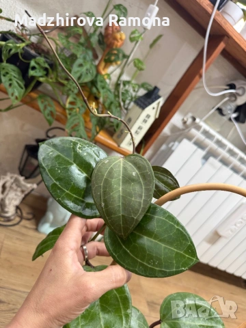 Hoya Хоя Sarawak 