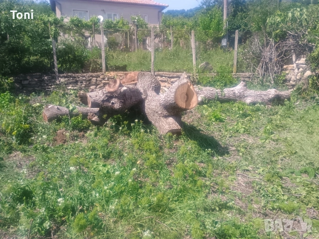 ствол от орех и др., снимка 8 - Други - 54346182