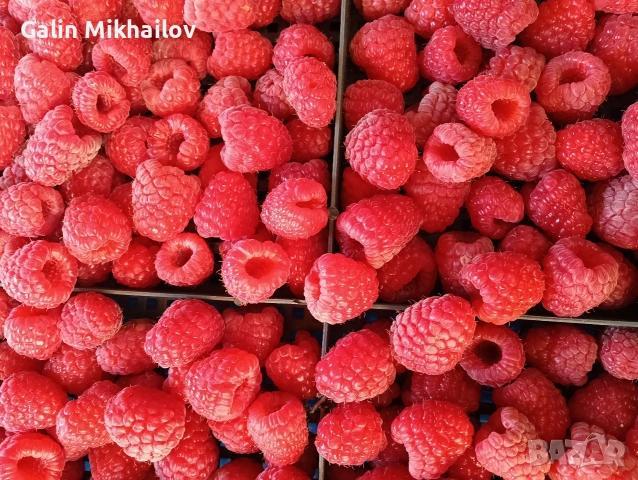 Пресен Бадем, лозови листа, черници, снимка 3 - Домашни продукти - 55157471